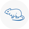 Rat Control Totnes